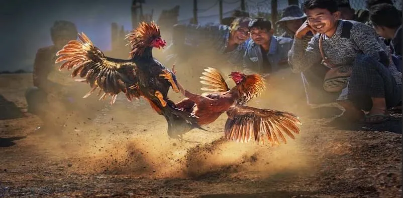 Gà chọi Mỹ hiếu chiến