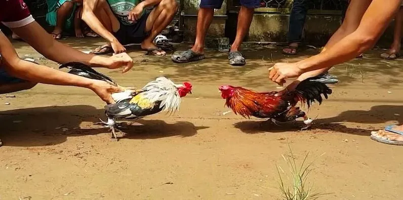 Tìm hiểu đá gà cựa sắt